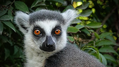 ZOO, září 2025
