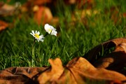 dendrologicka-zahrada-rijen-2010-002.jpg