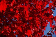 dendrologicka-zahrada-rijen-2010-003.jpg