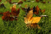 dendrologicka-zahrada-rijen-2010-005.jpg