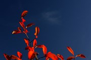 dendrologicka-zahrada-rijen-2010-009.jpg