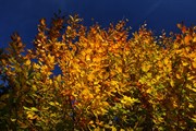 dendrologicka-zahrada-rijen-2010-012.jpg