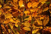 dendrologicka-zahrada-rijen-2010-013.jpg