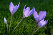 dendrologicka-zahrada-rijen-2010-018.jpg