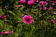 dendrologicka-zahrada-rijen-2010-019.jpg