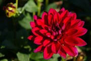 dendrologicka-zahrada-rijen-2010-020.jpg