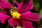 dendrologicka-zahrada-rijen-2010-021.jpg