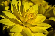 dendrologicka-zahrada-rijen-2010-023.jpg