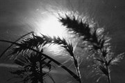 dendrologicka-zahrada-rijen-2010-024.jpg