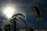 dendrologicka-zahrada-rijen-2010-025.jpg
