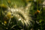 dendrologicka-zahrada-rijen-2010-026.jpg