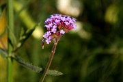 dendrologicka-zahrada-rijen-2010-028.jpg