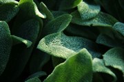 dendrologicka-zahrada-rijen-2010-033.jpg