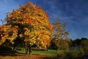 dendrologicka-zahrada-rijen-2010-034.jpg