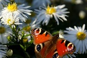 dendrologicka-zahrada-rijen-2010-035.jpg