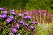 dendrologicka-zahrada-rijen-2010-036.jpg