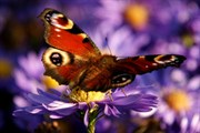 dendrologicka-zahrada-rijen-2010-037.jpg