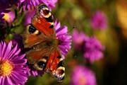 dendrologicka-zahrada-rijen-2010-038.jpg