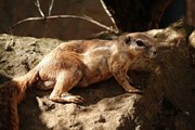 zoozari2025_025.jpg