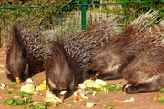 zoozari2025_214.jpg